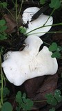Clitopilus prunulus image
