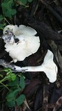 Clitopilus prunulus image
