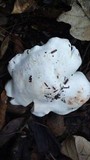 Clitopilus prunulus image