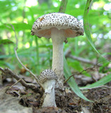Amanita onusta image