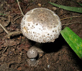 Amanita onusta image