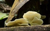 Trametes pavonia image