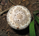 Amanita onusta image
