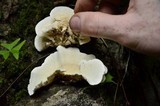 Trametes pavonia image
