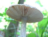 Amanita onusta image