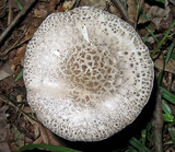 Amanita onusta image