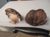 Boletopsis grisea image