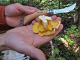 Cantharellus roseocanus image