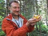 Cantharellus roseocanus image
