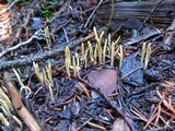 Clavariadelphus sachalinensis image