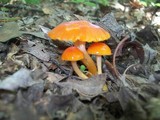 Hygrocybe psittacina var. perplexa image