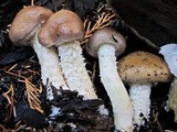 Stropharia hornemannii image