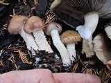 Stropharia hornemannii image