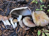 Stropharia hornemannii image