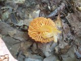 Hygrocybe psittacina var. perplexa image