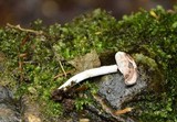 Hypomyces cervinigenus image