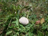 Lycoperdon curtisii image