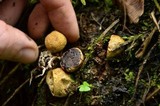 Scleroderma areolatum image
