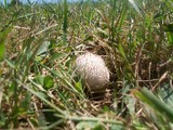 Lycoperdon curtisii image