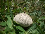 Lycoperdon curtisii image