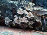 Trichaptum abietinum image