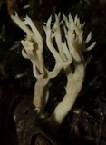 Clavulina coralloides image