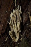 Clavulina coralloides image