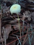 Leucocoprinus fragilissimus image