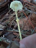 Leucocoprinus fragilissimus image