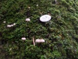 Mycena corticola image
