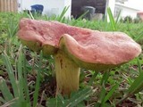 Pulchroboletus rubricitrinus image