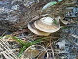 Trametes cubensis image