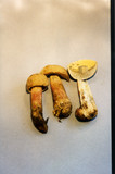 Boletus roseipes image