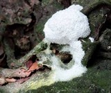 Fuligo candida image
