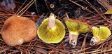 Phylloporus leucomycelinus image