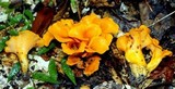 Craterellus odoratus image