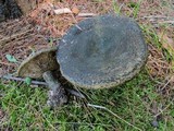 Lactarius atroviridis image