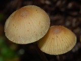 Mycena amicta image