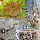 Pachyella clypeata image
