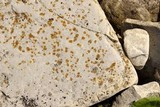 Caloplaca flavovirescens image
