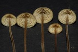 Mycena amicta image