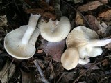 Leucopaxillus laterarius image