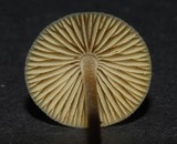 Mycena amicta image