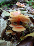 Hygrocybe laeta var. laeta image