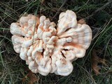 Laetiporus cincinnatus image