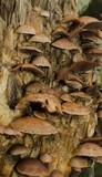 Melanotus horizontalis image