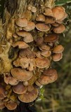 Melanotus horizontalis image