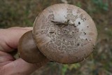 Amanita porphyria image