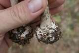 Amanita porphyria image