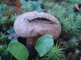 Calvatia bovista image